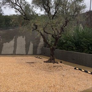 Meet your Posher, Rose